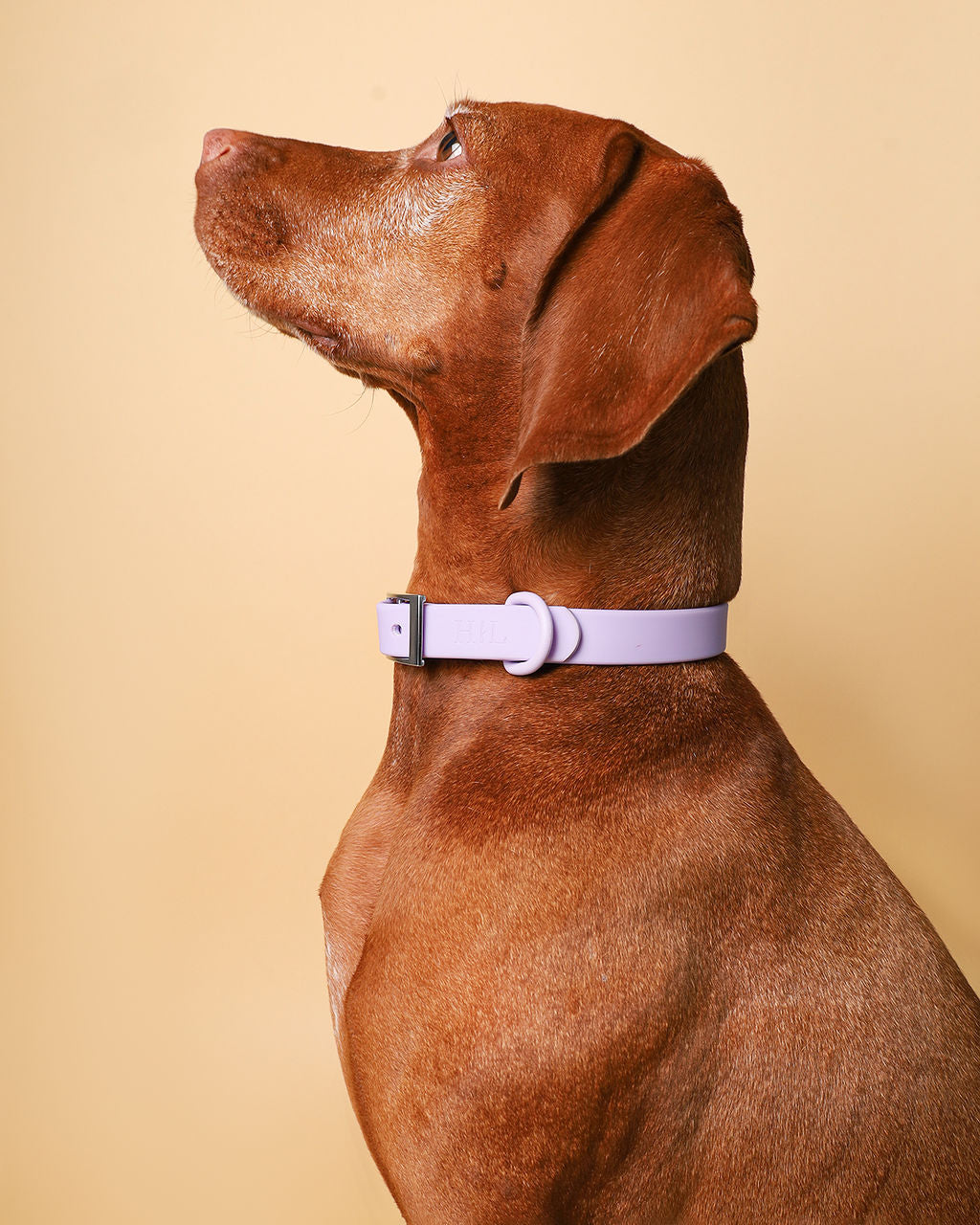 Everyday Waterproof Collar