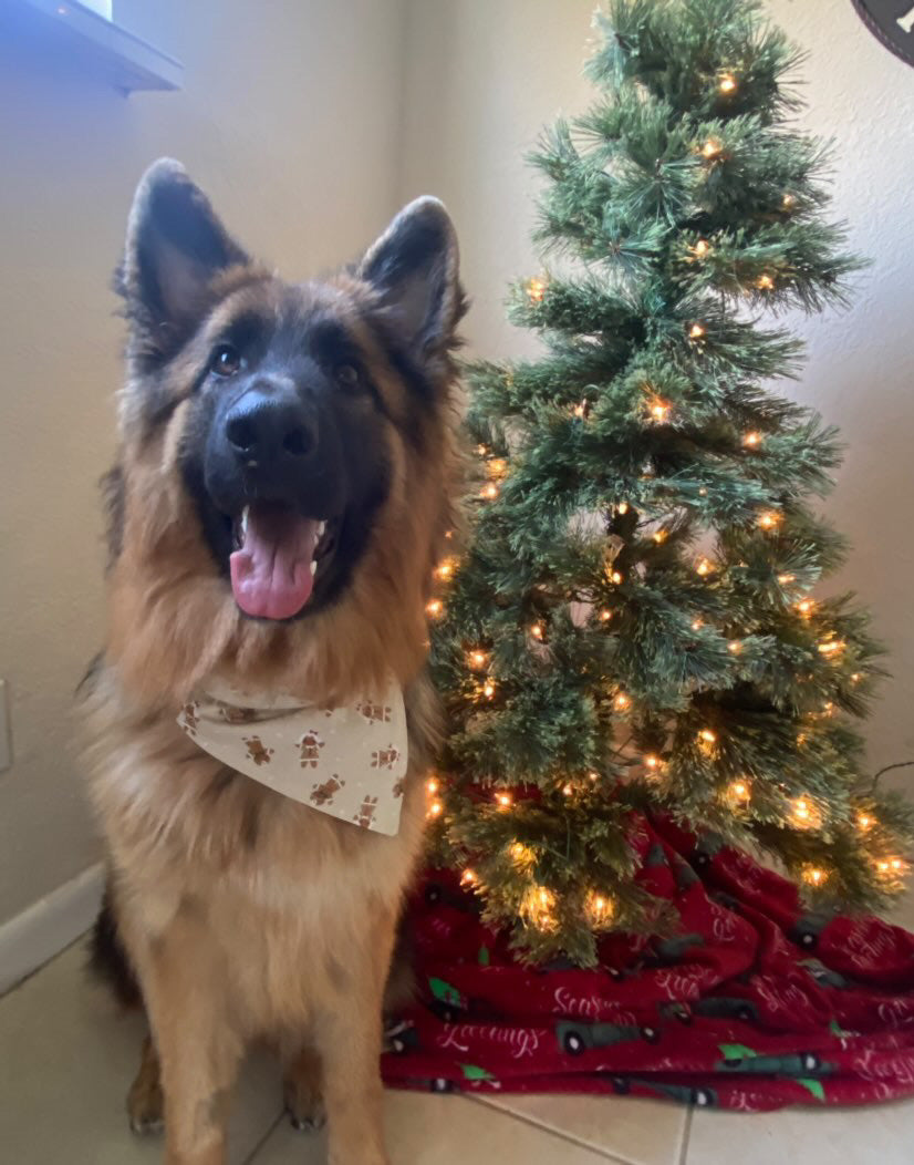 Gingerbread Cookies on Tan