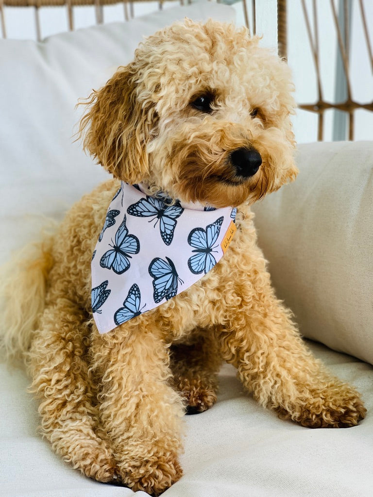 Butterflies All Over